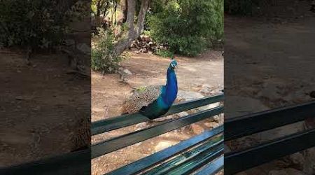 Peacock #croatia #lokrum #shorts #youtubeshorts #animals #nature