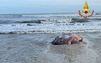 Giant sunfish washes up on Venice Lido