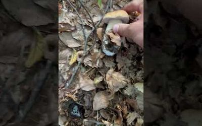 Mushrooms hunting in Bulgaria