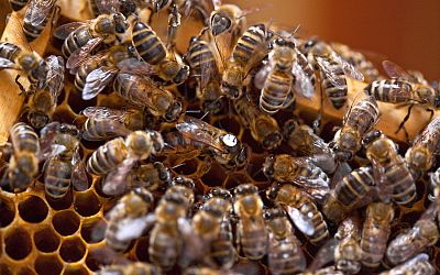 More bee colonies but fewer beekeepers in Switzerland