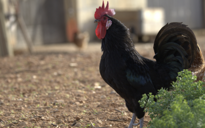  Farmers hope to reverse extinction risk of Maltese black chicken 