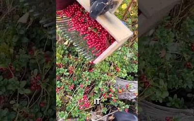This Is How Berries Are Collected In Sweden! (@tarasukrainashvetsyja)