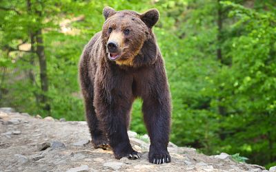 Woman is attacked by a bear while taking a photo from her car window