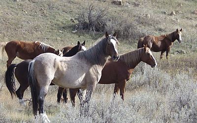 Senator: National Park's Wild Horses Can Stay
