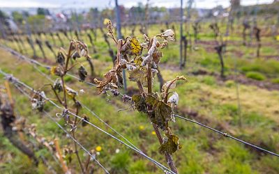 German wine growers worry over recent late-spring frosts