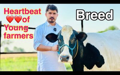 Breed is Breed always || ABS,Denmark at Gurwinder Dairy Farm || Punjab