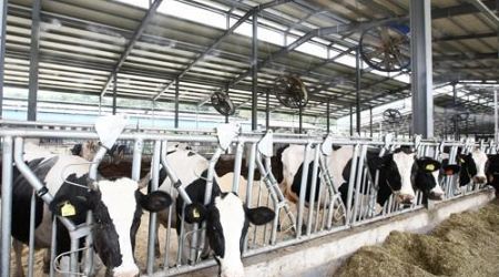No. of beef cattle at S. Korean farms down in Q1 on falling prices