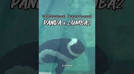DNA panda dan Lumba lumba digabung #wildanimalexperiment #fiksi #animal #science