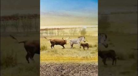 zebras dramatically started fighting with wild animals|| #shorts #facts #animal