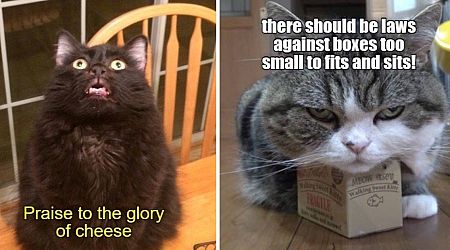 Top 20 Cat Memes of The Week - Cheezburger Users Edition #342