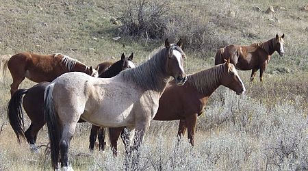 Senator: National Park's Wild Horses Can Stay