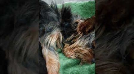 Yorkshire Terrier puppies are looking for a new home in Latvia