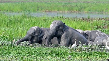 4 trampled to death by wild elephant in India's Assam