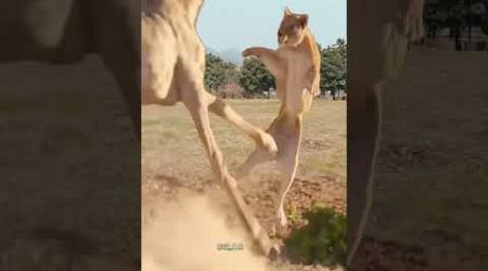 The lion chases the giraffe and the result is an animal fighting competition. Giraffe animal moment