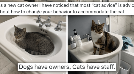 The Most Accurate And Useful (And Funniest) Pieces Of Advice For New Cat Owners