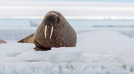 Tourist fined for getting too close to Walrus in Norway