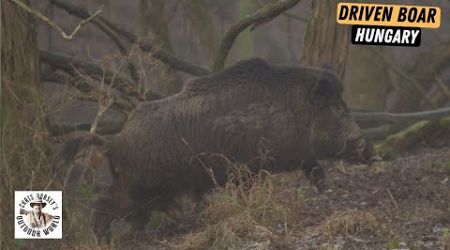Epic Driven Boar Hunting in Hungary