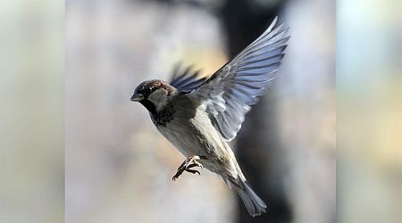 Volunteers across Bulgaria counted 6240 sparrows