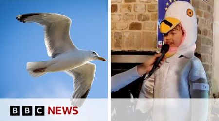 Boy wins competition with seagull impression | BBC News