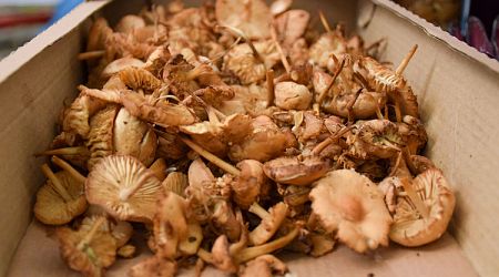 Parliament Postpones Legislative Changes on Alternative Tax on Income from Collection of Wild Mushrooms