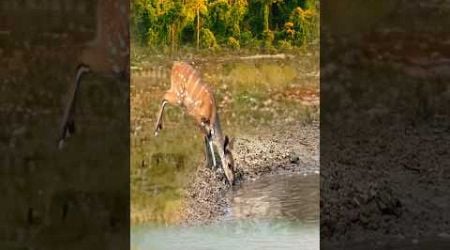 crocodile looking at impala|| #shorts #facts #animal