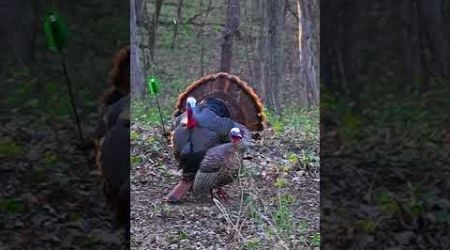 One Blade Across the Neck, Turkey, Bowhunt.