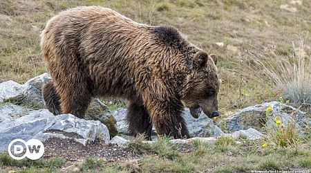 Once endangered, brown bears bounce back in the Pyrenees