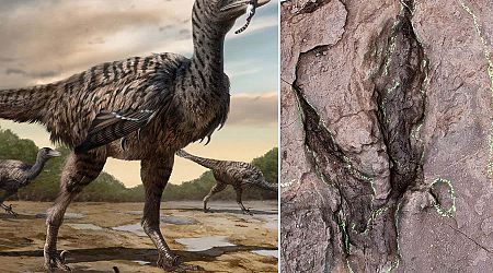 Huge dinosaur footprints belonged to one of the largest raptors ever
