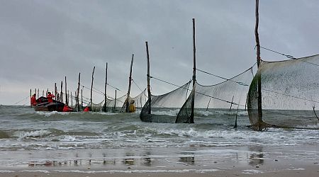 Long-term research shows herring arrive earlier in the Wadden Sea due to climate change
