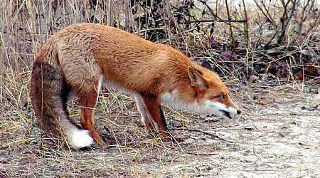 Wild animals given rabies vaccinations in eastern Latvia