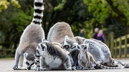 Fota Wildlife Park welcomes five new critically endangered lemurs - and wants your help naming them