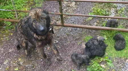 Dog and her puppies left for dead before being found tied up in Cork field days later