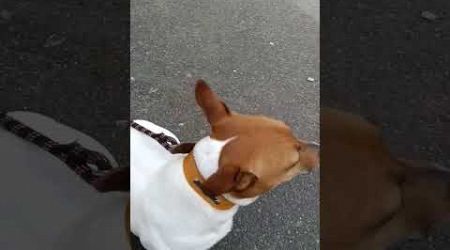 Bertemu Jack Russell Terrier Di Depan Carrefour.#jackrussellterrier #jackrussell #smartdog #doglover