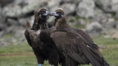 First Two Chicks of Endangered Black Vulture Species Hatch in Vrachanski Balkan Nature Park