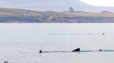 Basking sharks out in force in Irish waters
