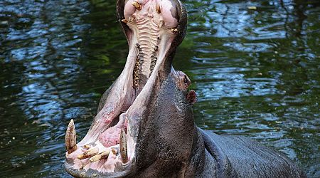 Dublin Zoo's 'lonely, lonely hippo' finally gets new mate after 7 years of solitude
