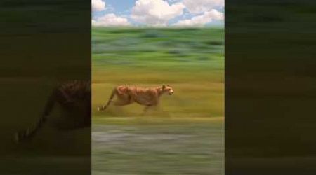cheetah slipped on wildebeest calf and fell|| #shorts #facts #animal