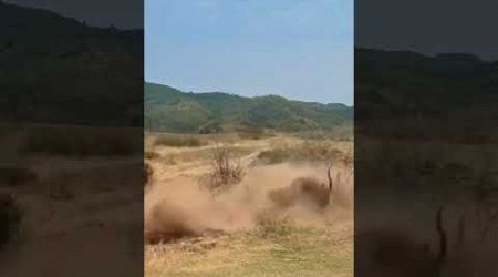 Wonderful moments of antelope and leopard animals, animal fighting power competition