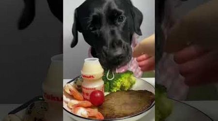 #dog #youtubeshorts #shortvideo #viral #animal #fooddog #dogsfood #funny #angelanaya