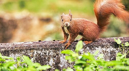 Medieval squirrels may have 'helped spread leprosy'