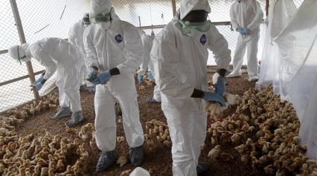 Canada expanding surveillance, testing milk for H5N1 avian flu amid U.S. dairy cattle outbreak