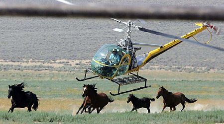 Advocates speak out as wild horse populations continue to decline in the West