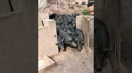 Open Gate Pigs From Outdoor #pig #boar #viral #pigfarmvideo #animal #wildpig #wildboar #farmlife