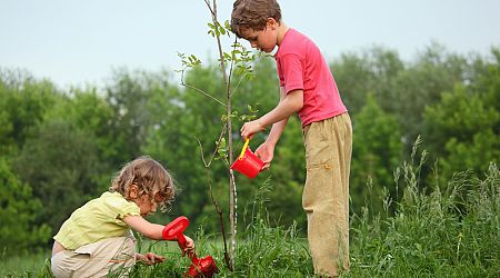 Baby bomen? Leiden giveaway encourages parents to adopt trees
