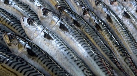 A personal-use mackerel fishery is coming, but P.E.I. fishers don't know when