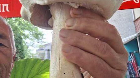 0.5 Kg Mushroom Found near Northeastern Village