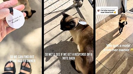 Cat Lover Discovers an Adventurous 'Stray' Actually Has an Owner by Attaching a Note to the Cat, Receives a Wholesome Response