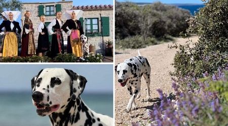 Meet Pago: The darling Dalmatian ambassador from Pag
