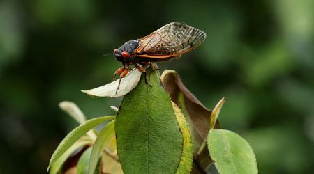 Cicada dual emergence brings chaos to the food chain