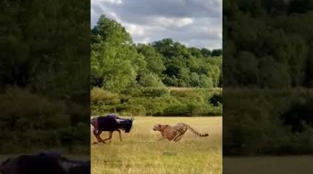 The wildebeest does not let the leopard pass the animal fighting competition. The close distance be